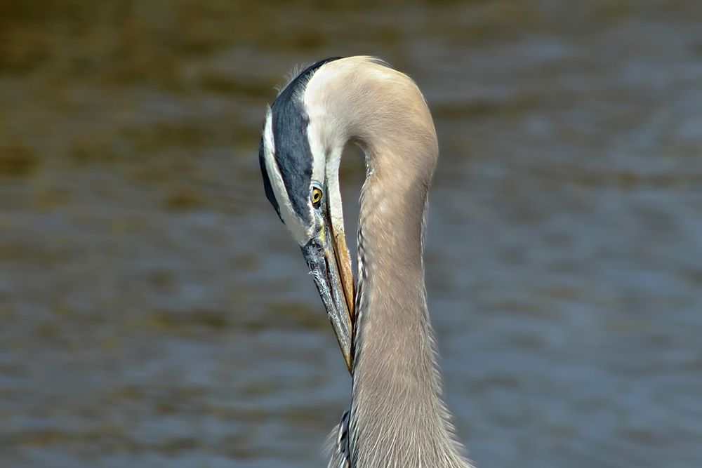 Фотография автора Jeff Cooley