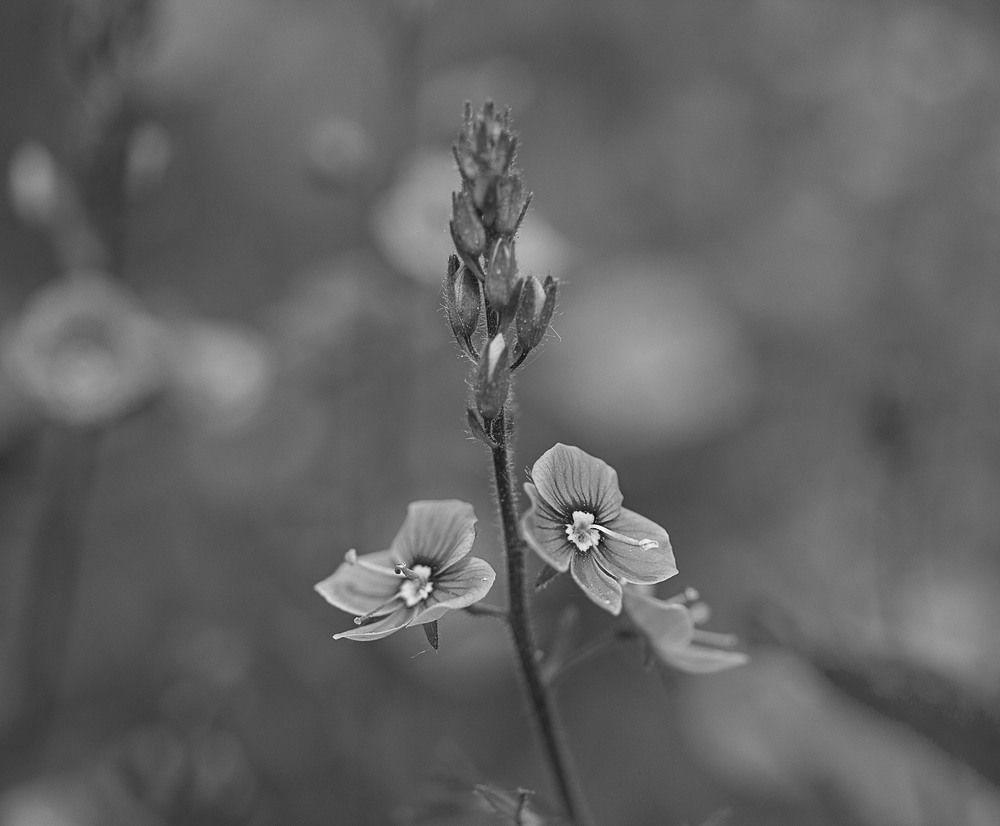 Photograph by Александр Трухин