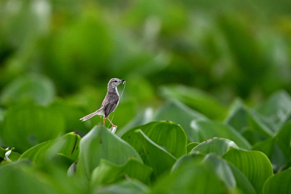Photograph by SRIMANTA RAY