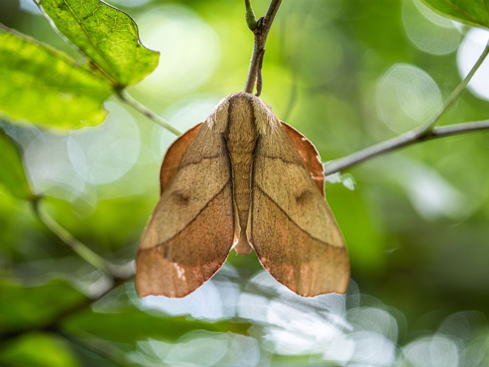 Moth Adeloneivaia resting on a branch