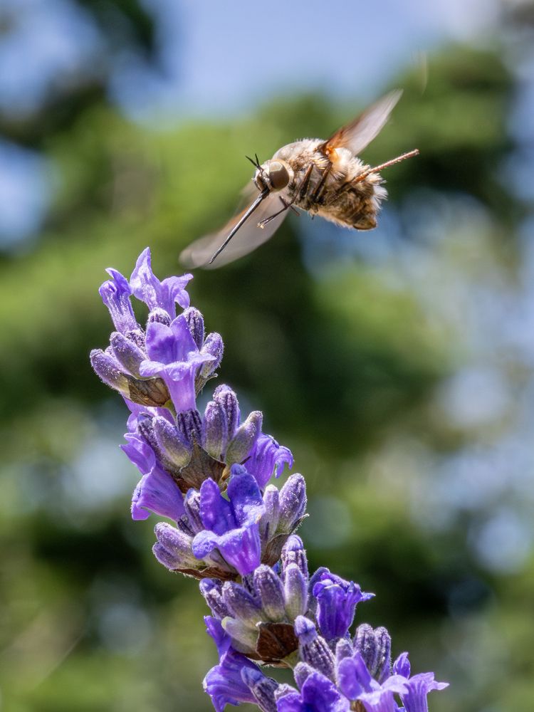 Beefly in Lavender