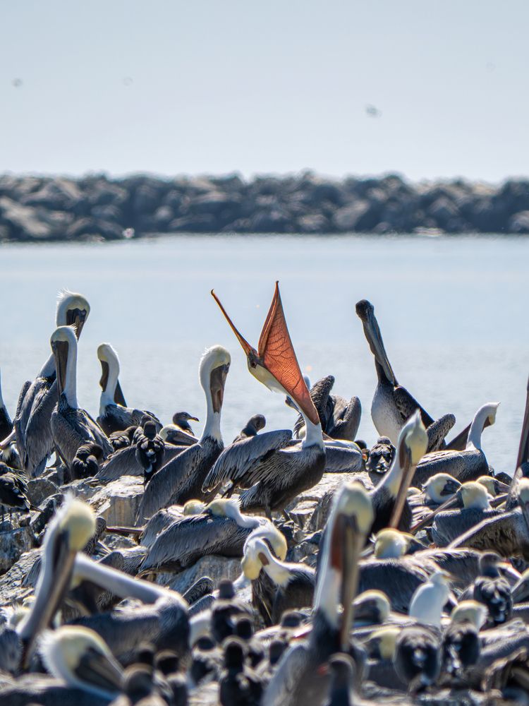 Pelican with Colorful Throat