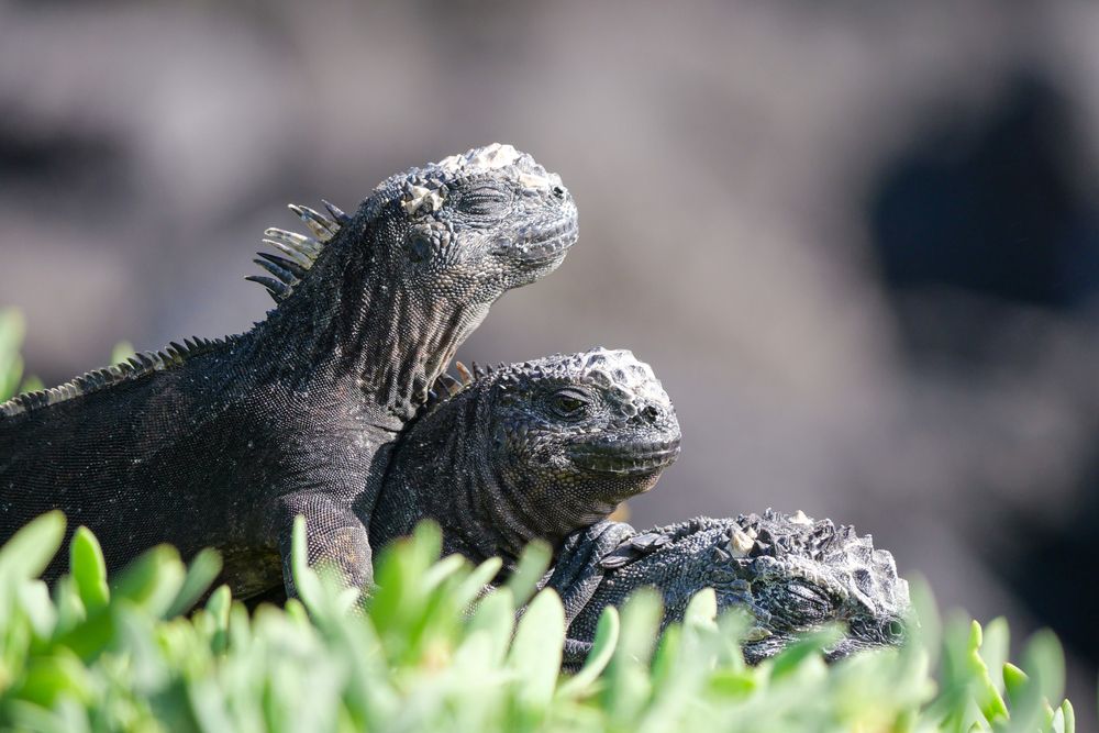 Marine Iguanas resting under the sun