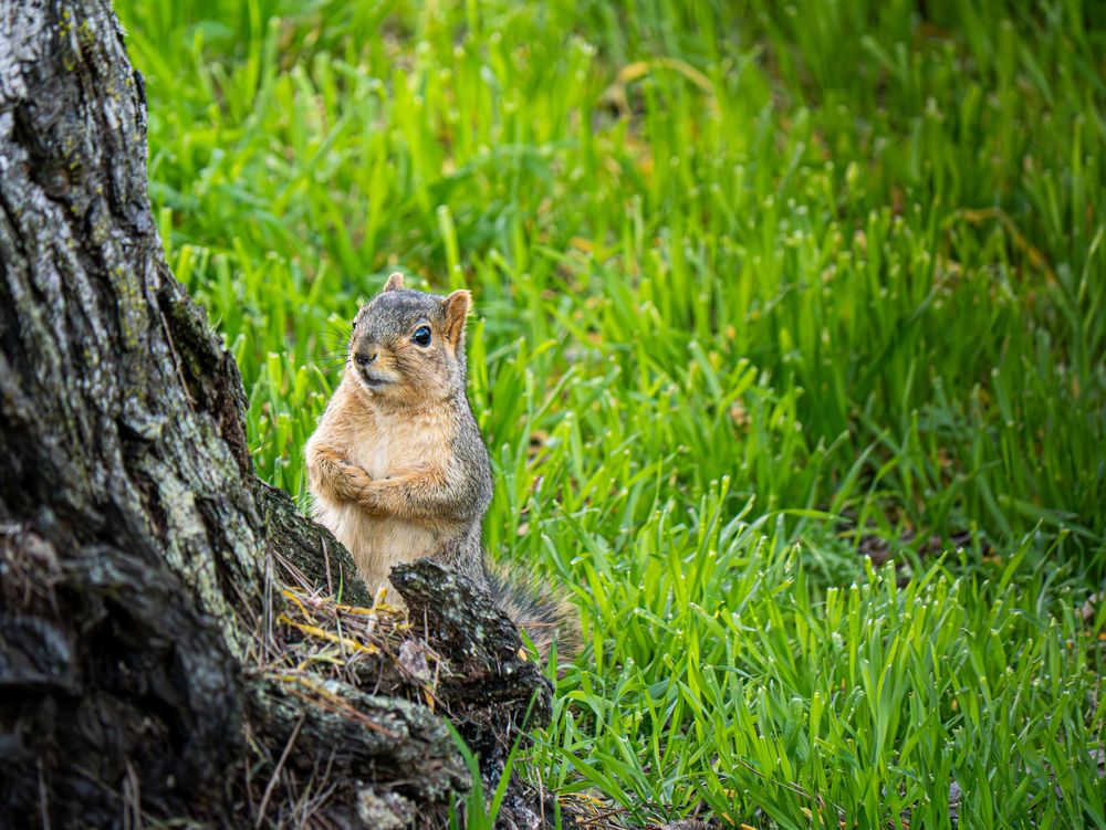 Squirrel resting behind a tree