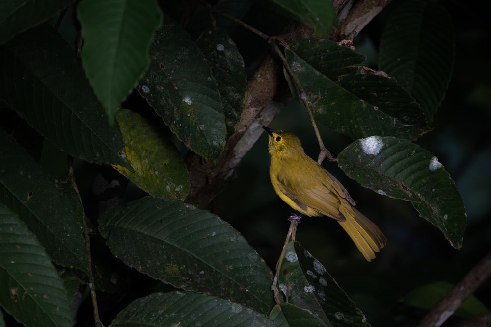 Photograph by Duneesha Peramune