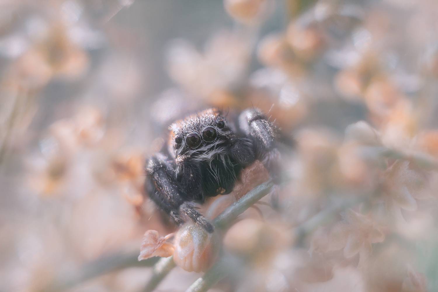 Один раз в год сады цветут