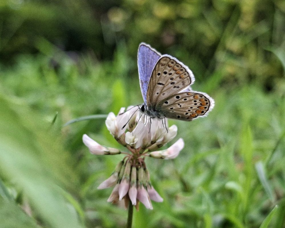 breath of nature