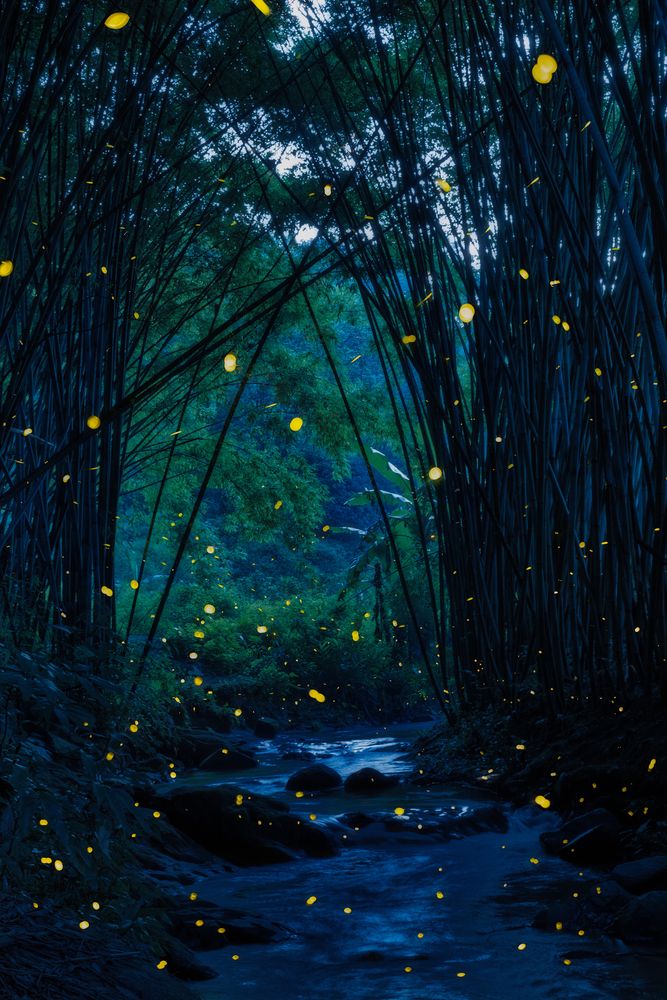 amboo Gorge: Fireflies’ Nocturne