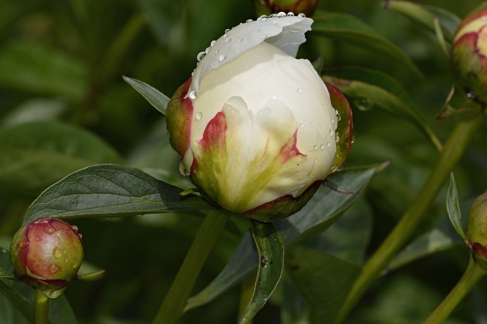 Дождевые бусинки. Пион.