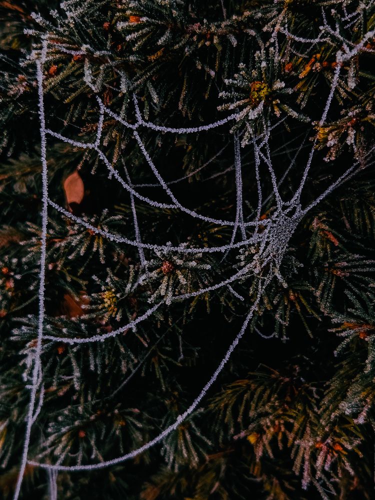 Photograph by Кристина Альшанская