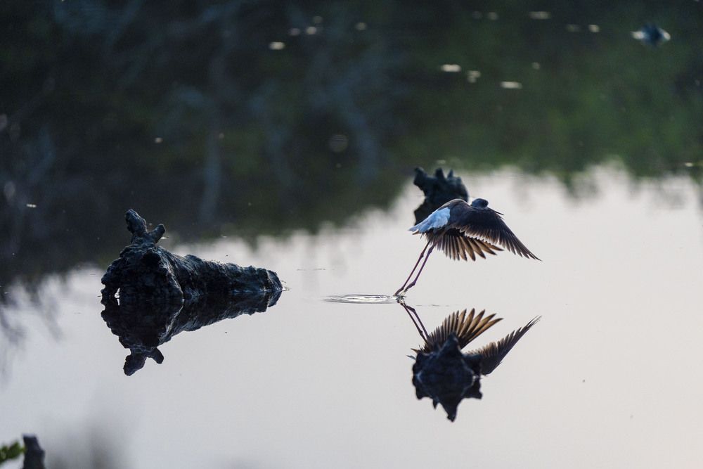 reflection