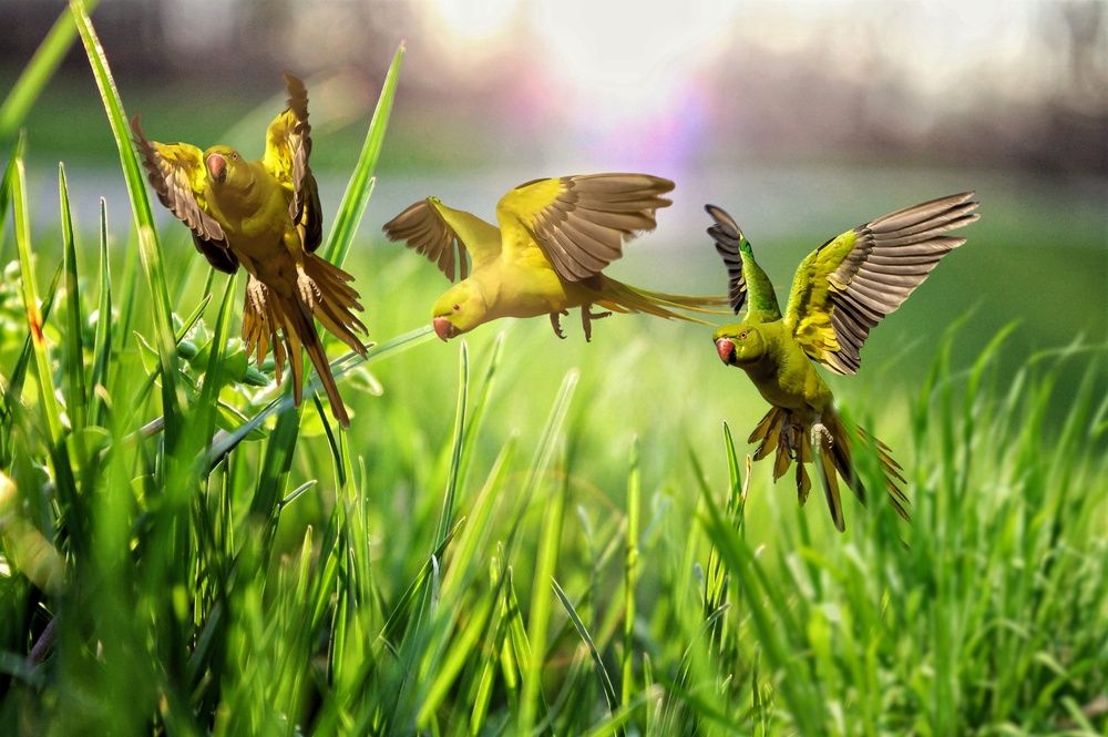 The Parakeets