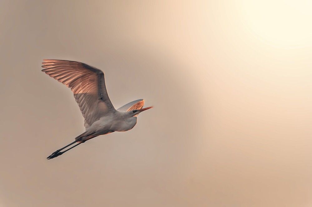 An Egret flying towards the heavens