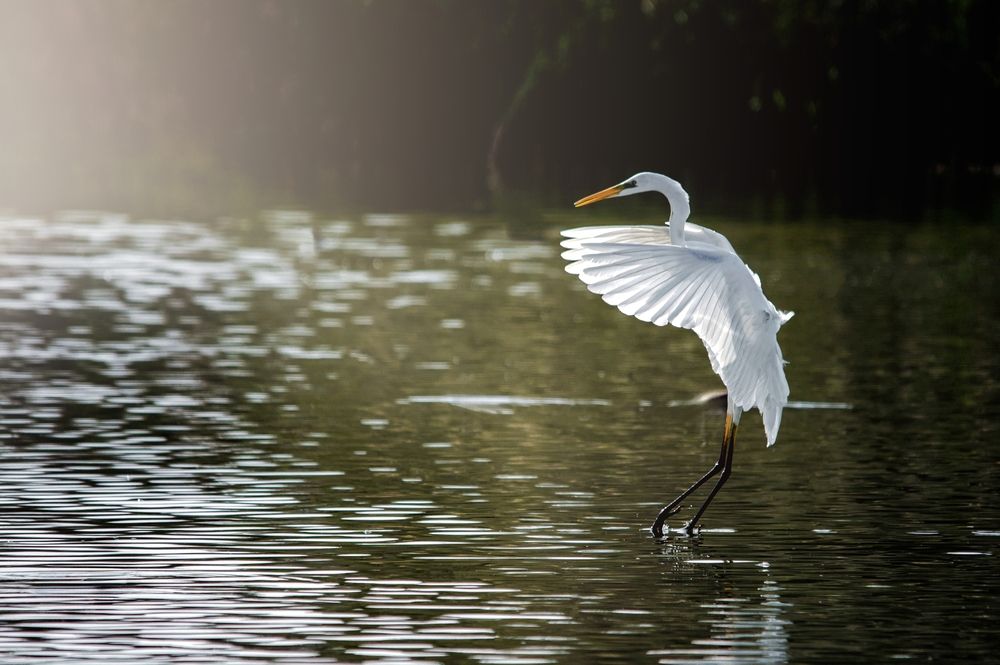 An Egret landing
