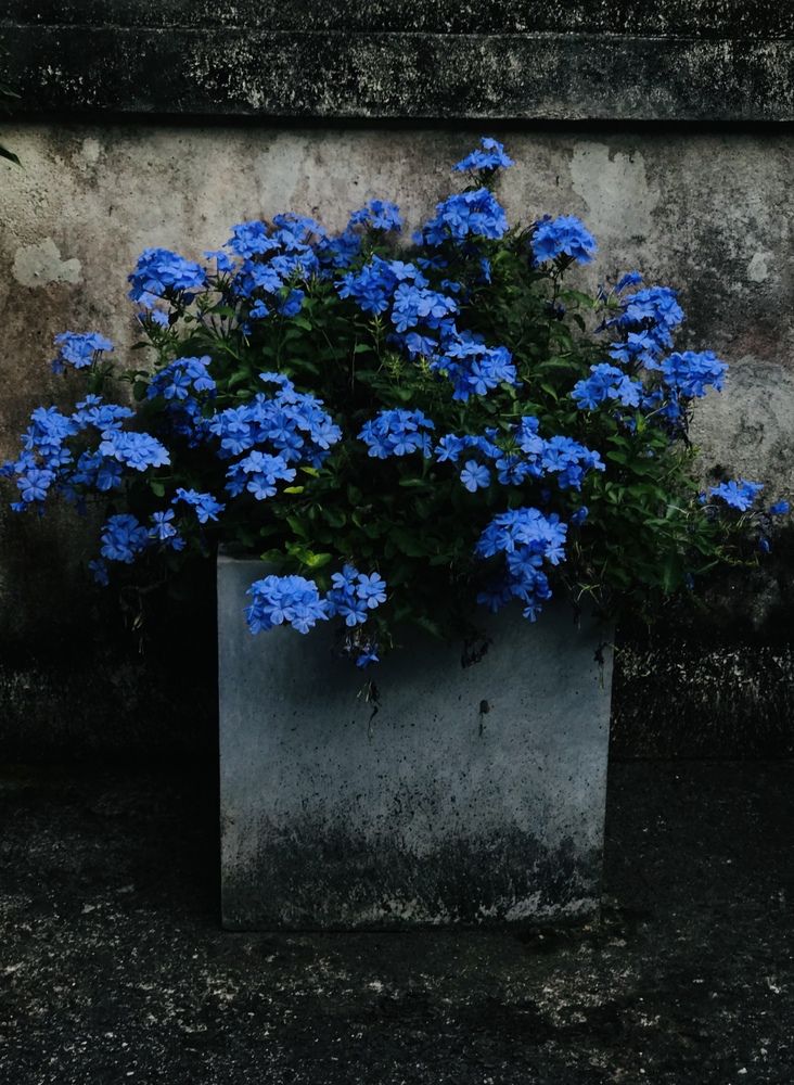 Photograph by Piyumi Kaveesha