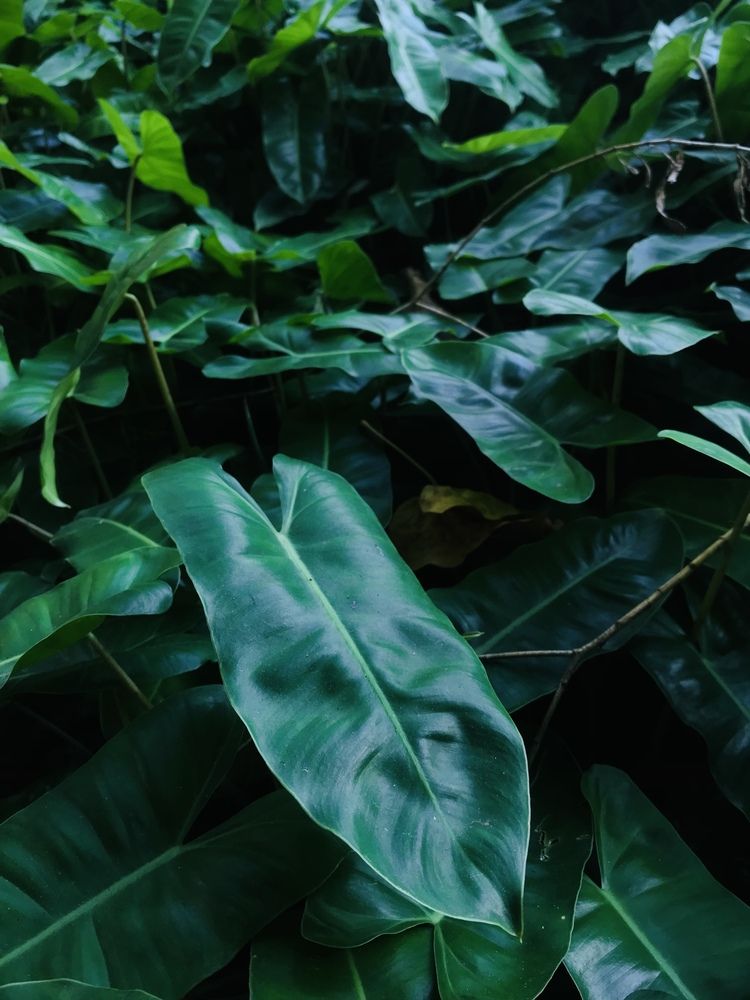 Photograph by Piyumi Kaveesha