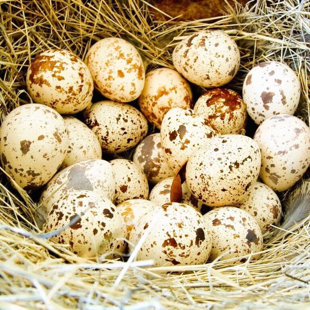 Photograph by Светлана Парамонова