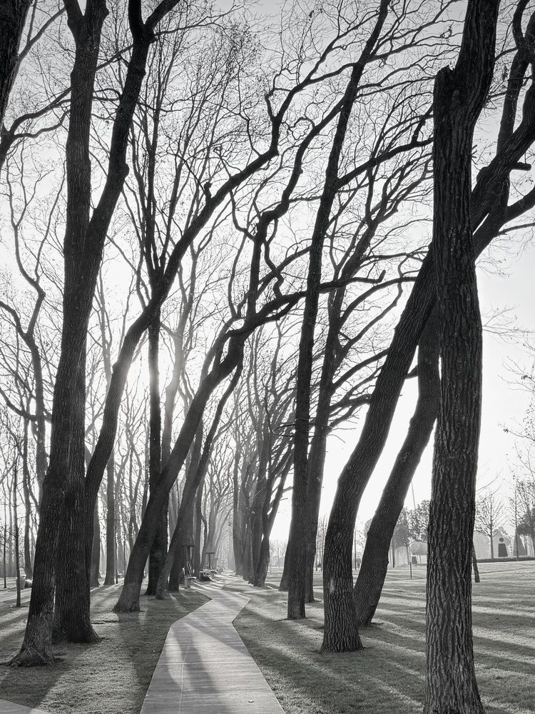 Танцующие деревья