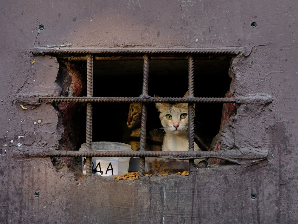 Photograph by Elena Dzasokhova