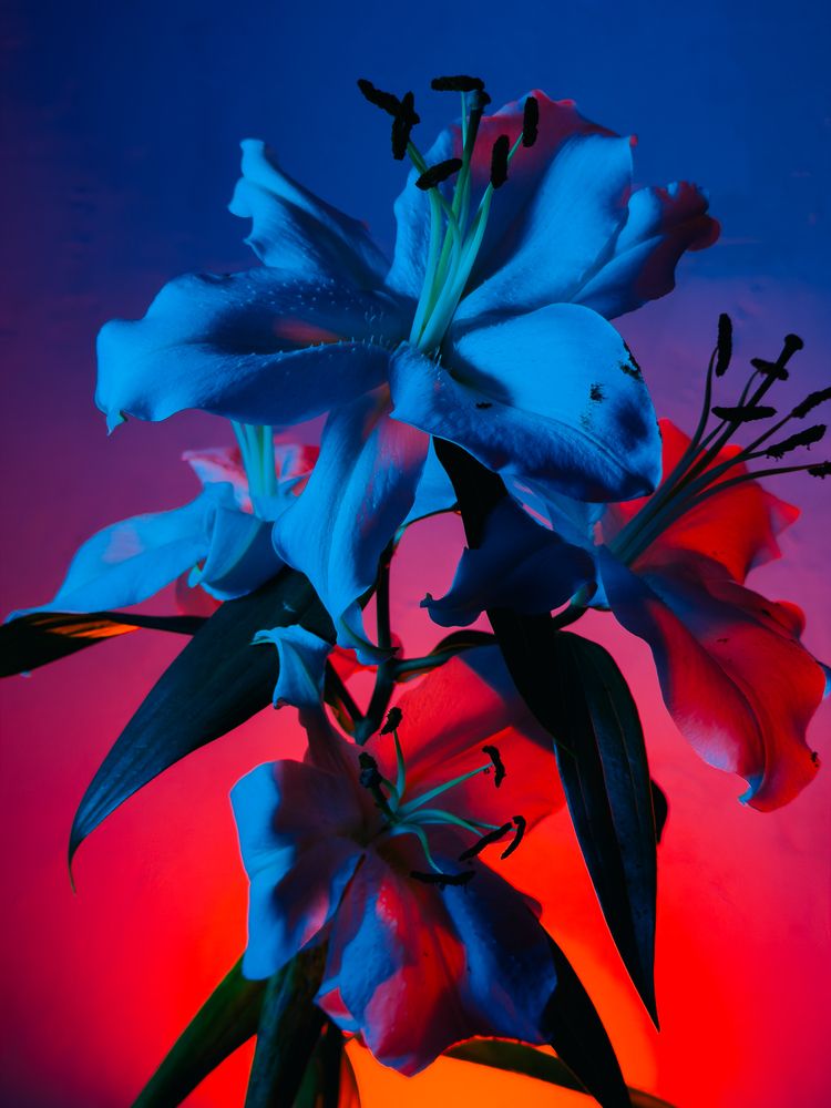 Photograph by Алиса Нежинская