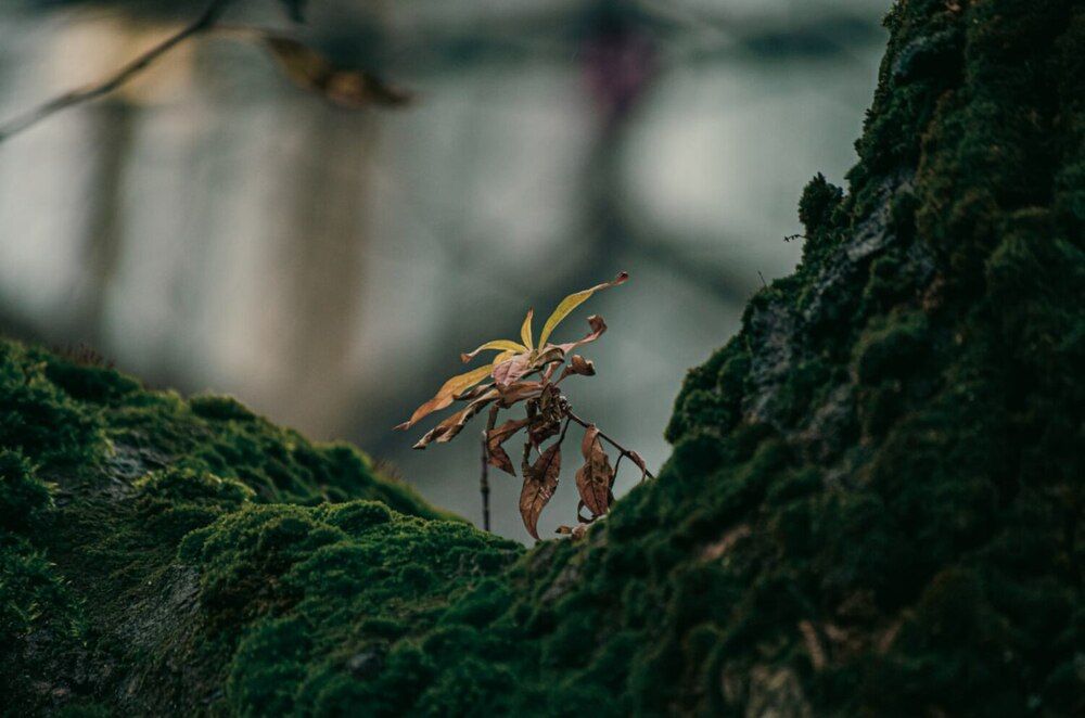 Photograph by Ярослав