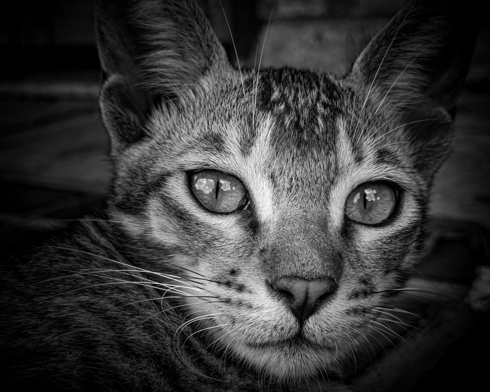 The Gaze of the Hunter (or Feline Intensity / Eyes of the Night)