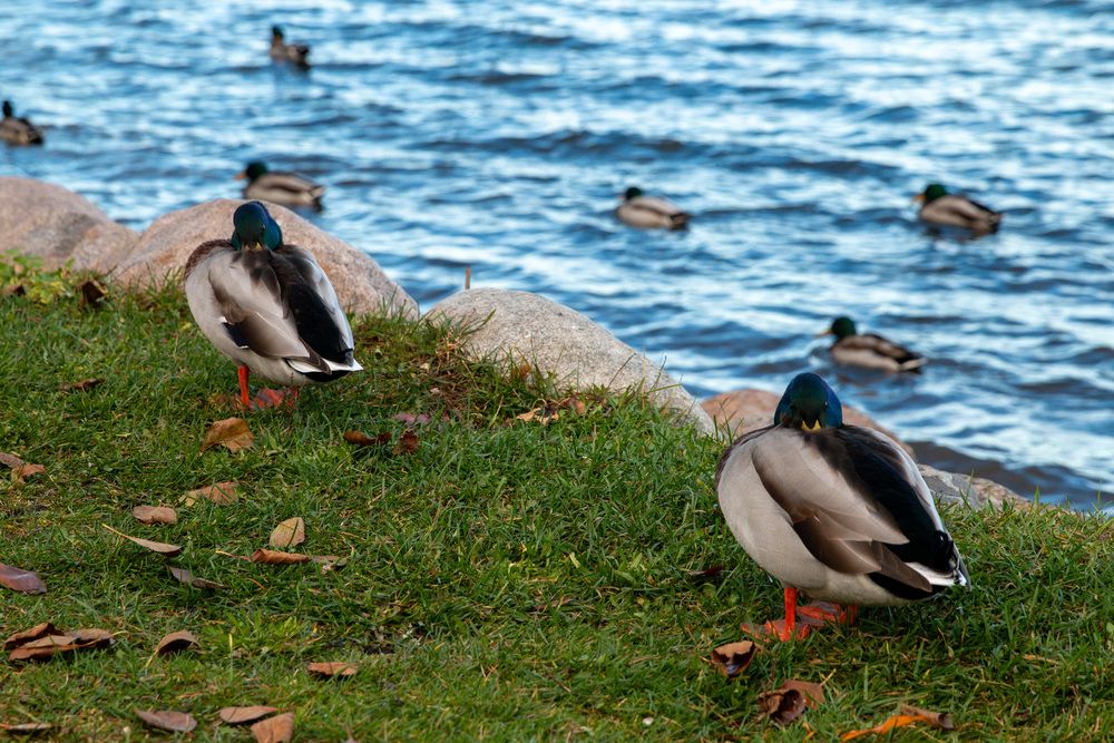 Фотография автора Бугаев Олег