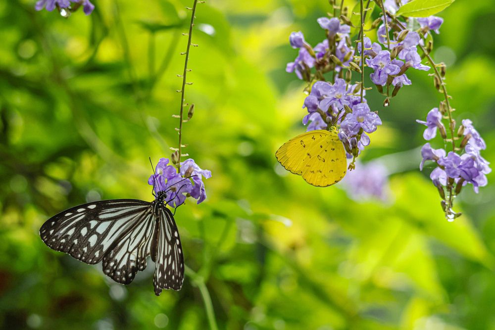 Nectar Companions