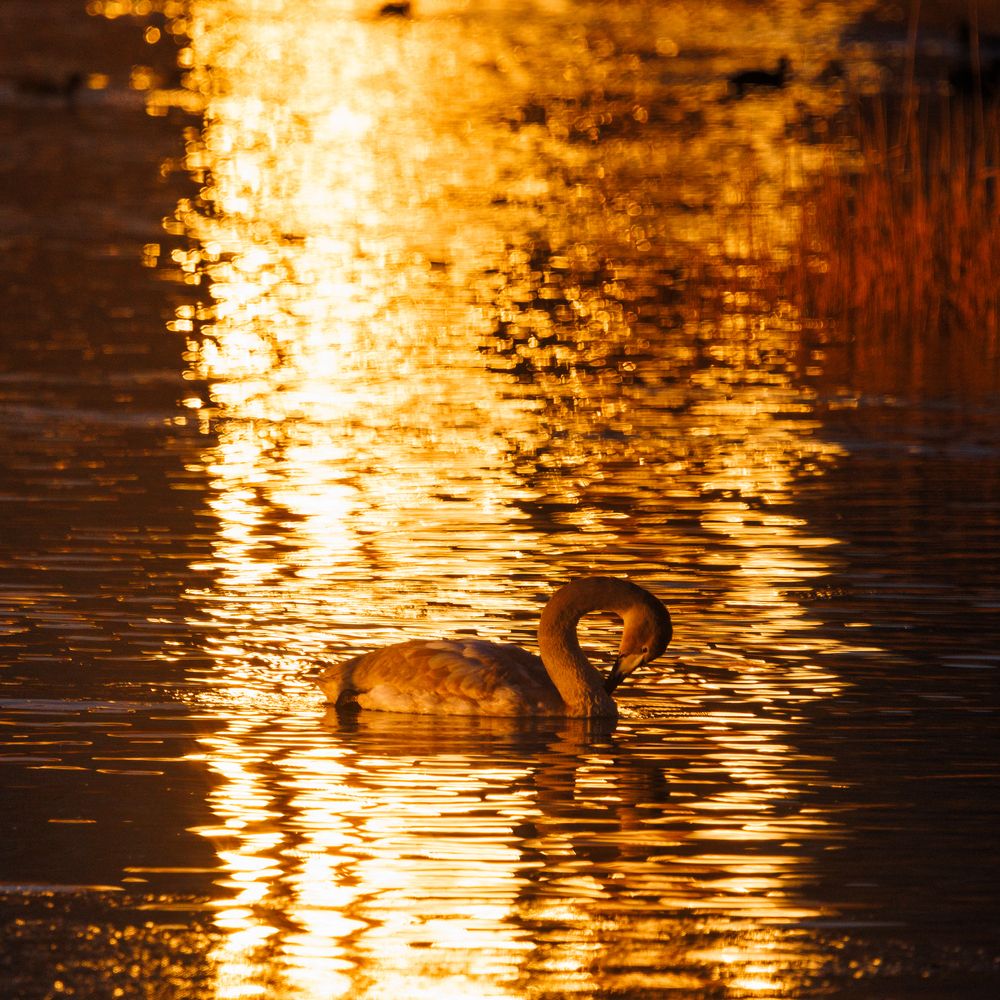 Photograph by Дмитрий Третьяков