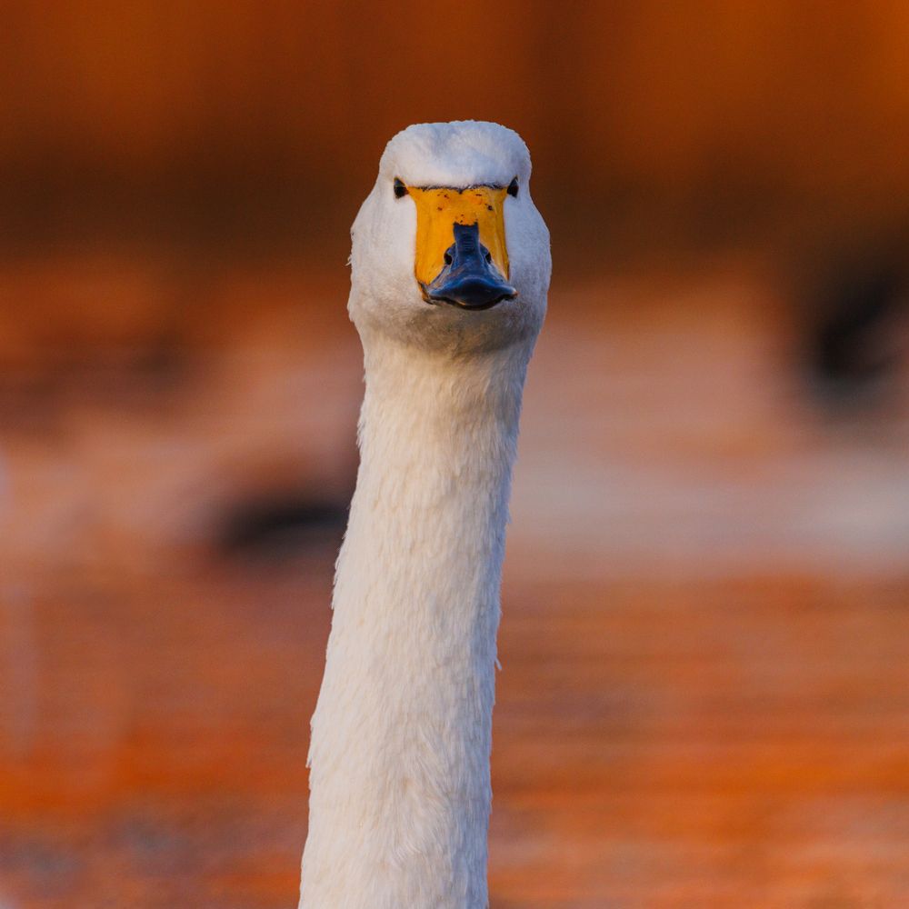 Photograph by Дмитрий Третьяков