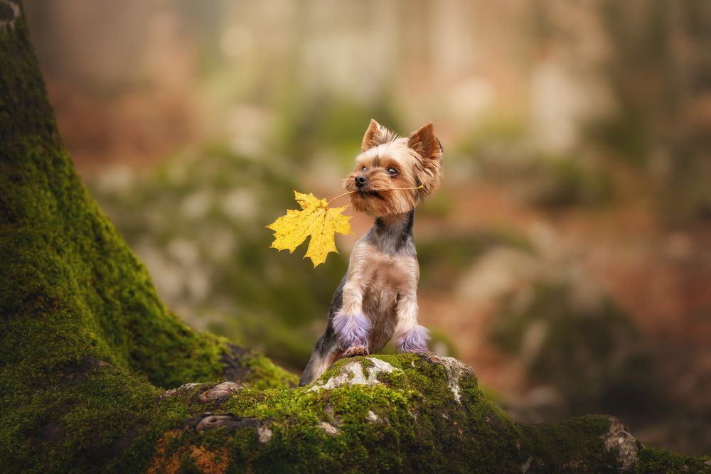 Photograph by Андрианова Ирина