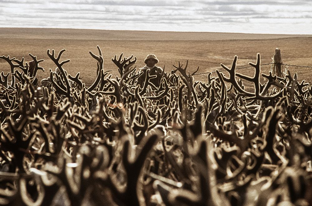 Стадо оленей в загоне , Таймыр