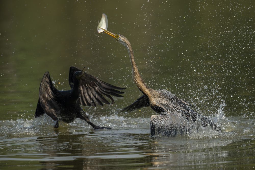 Fighting for food