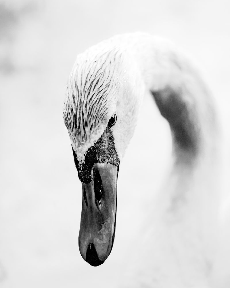 Photograph by Belmin Mesanovic