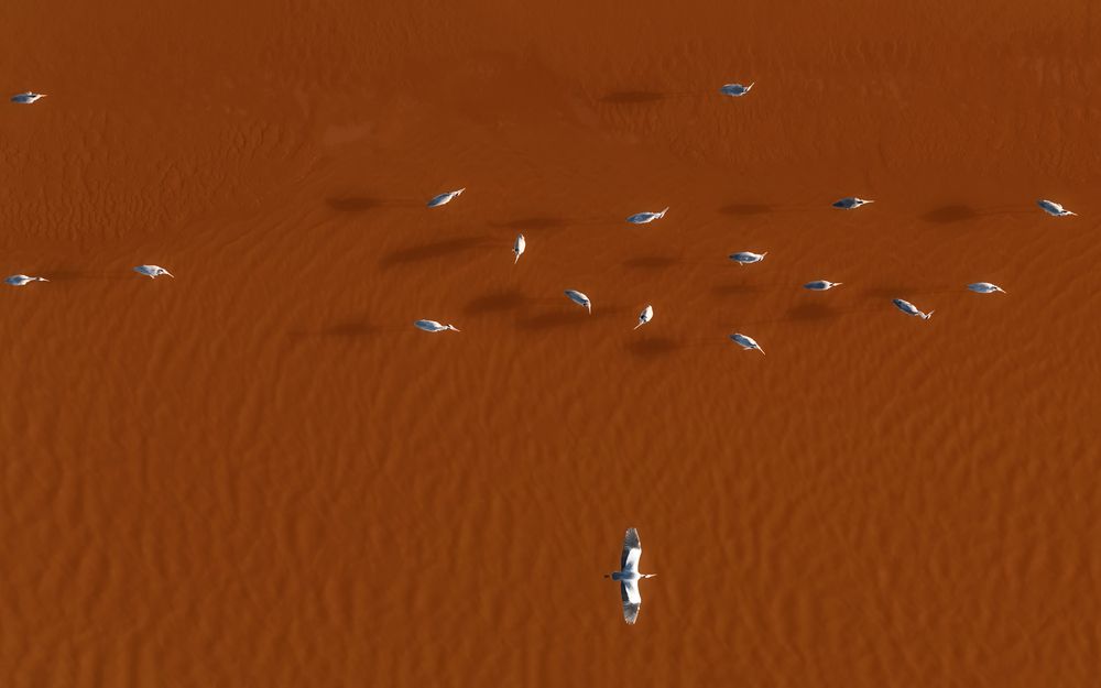 Yellow River Flying Bird Fleet
