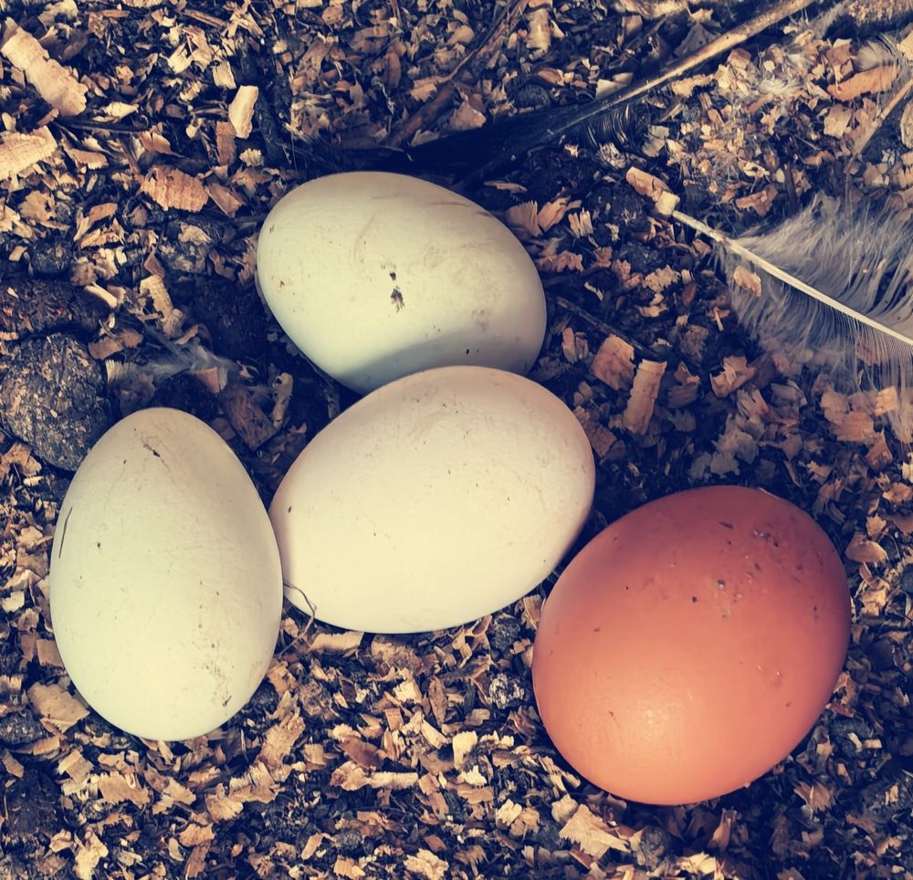 Photograph by Елена Охапкина