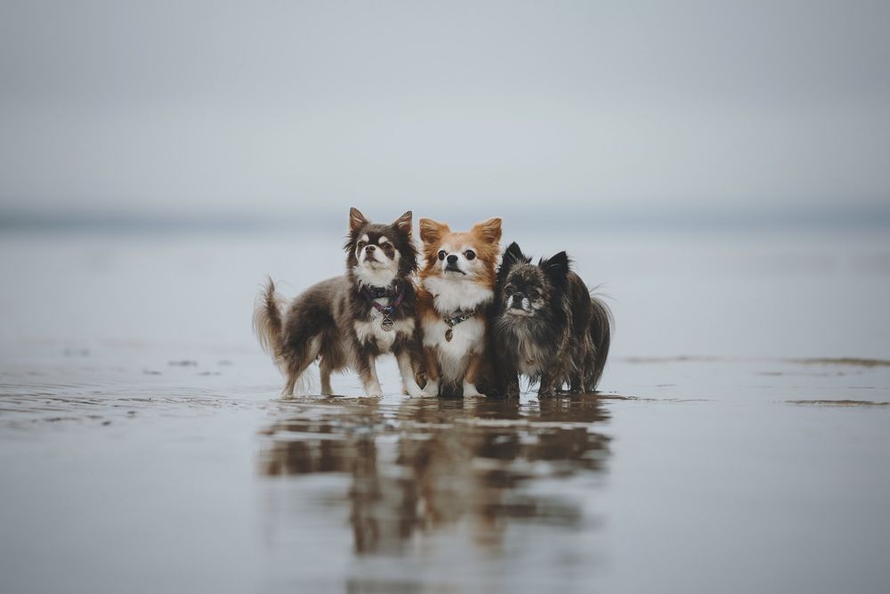 Photograph by Алина Долгова