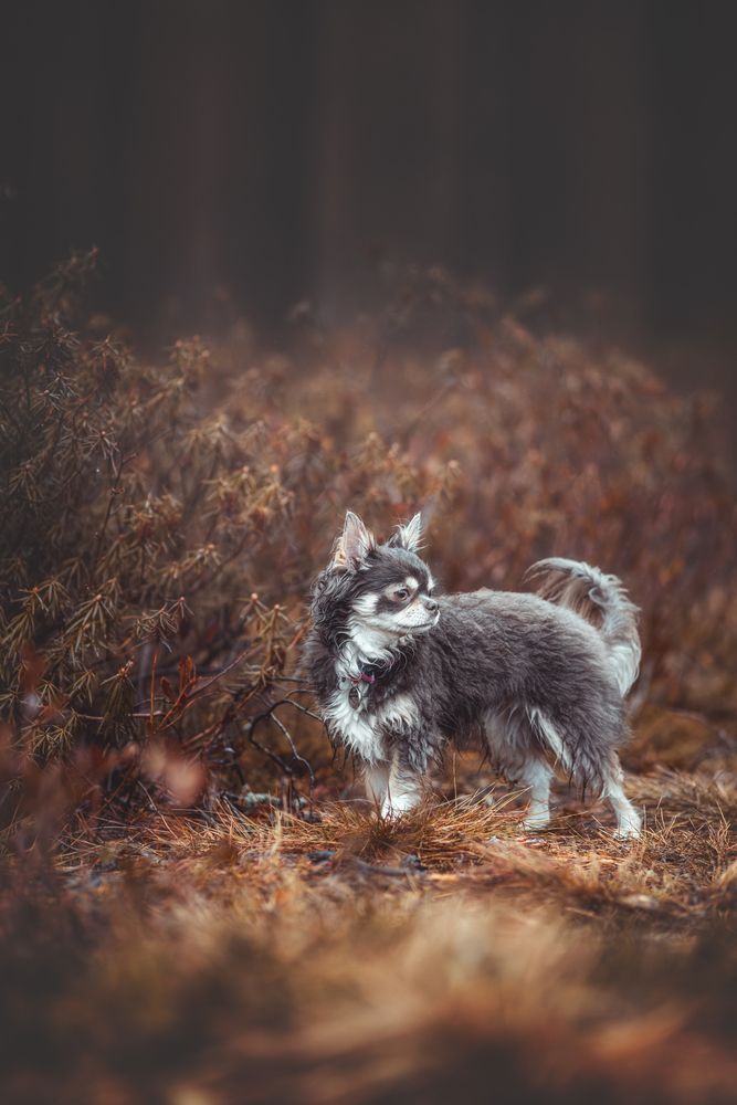 Photograph by Алина Долгова
