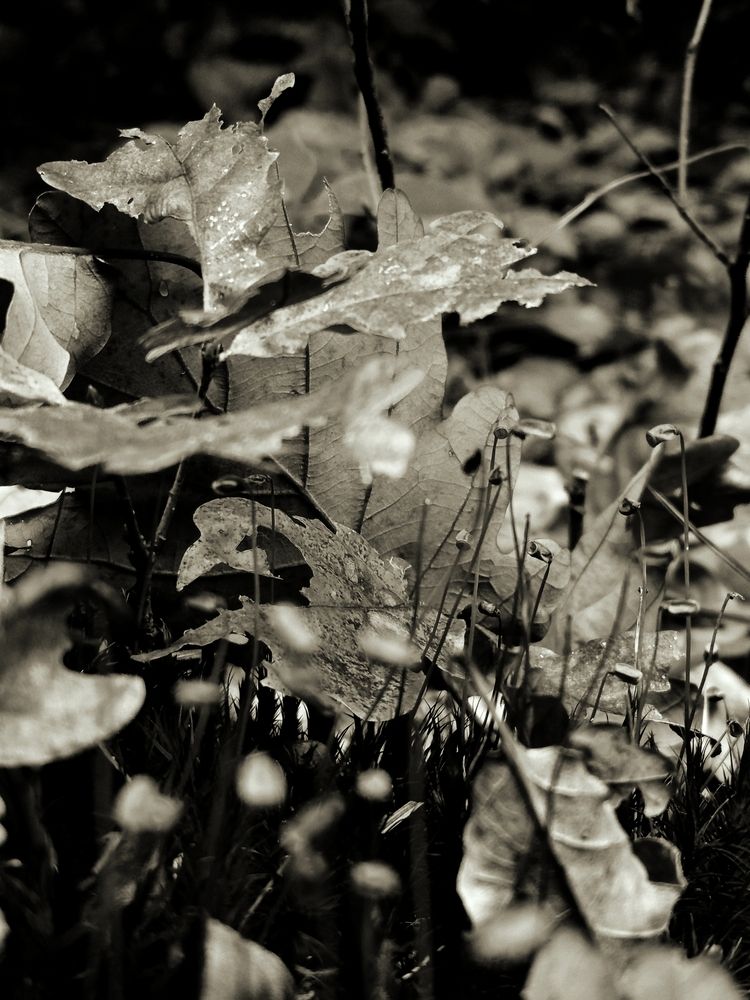 Photo #12921951