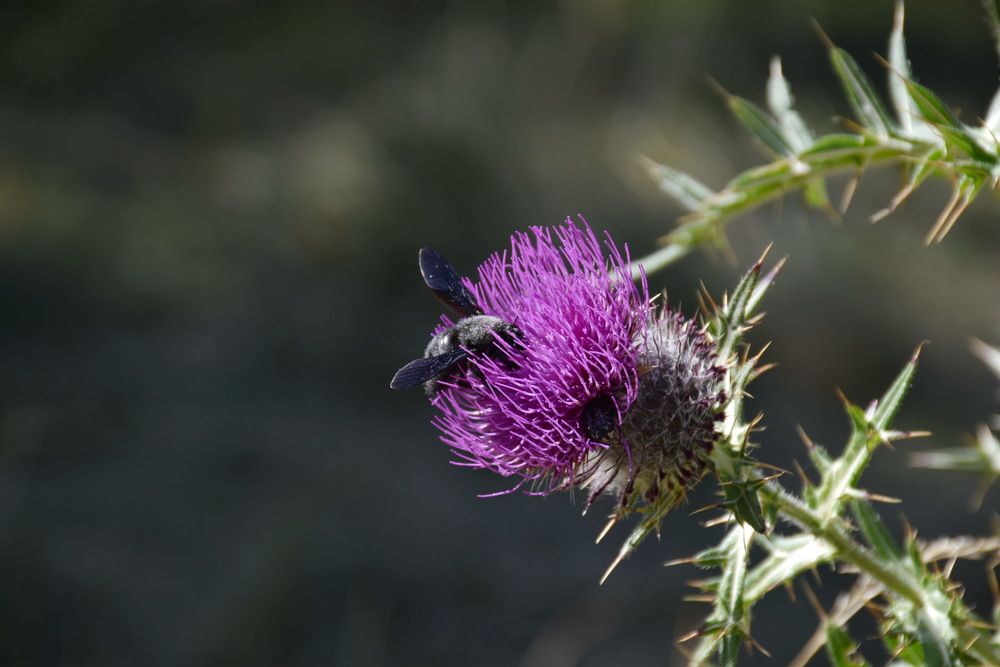 Photograph by Aleksandar