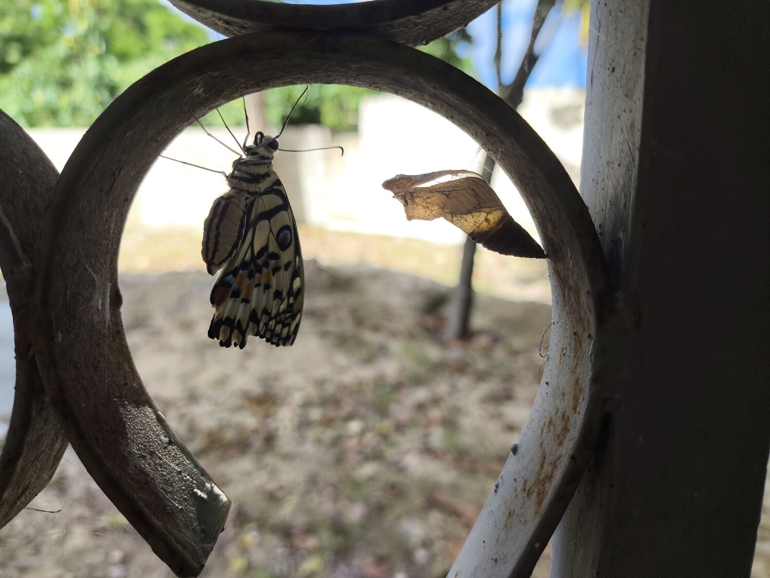 Photo #12922163