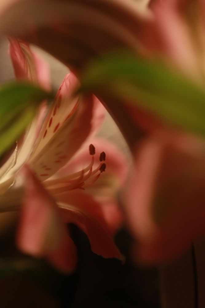 Photograph by Alexandra Ivanchikova