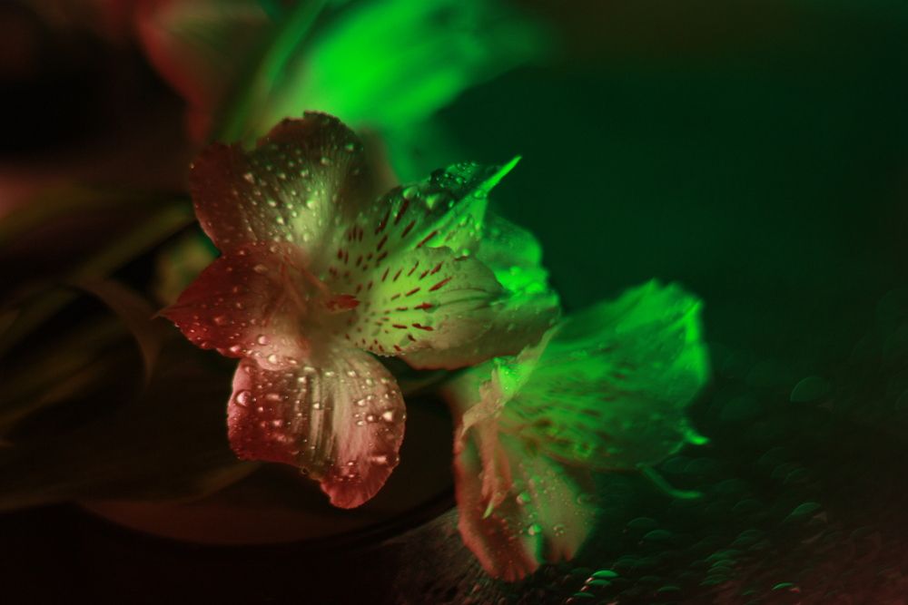 Photograph by Alexandra Ivanchikova