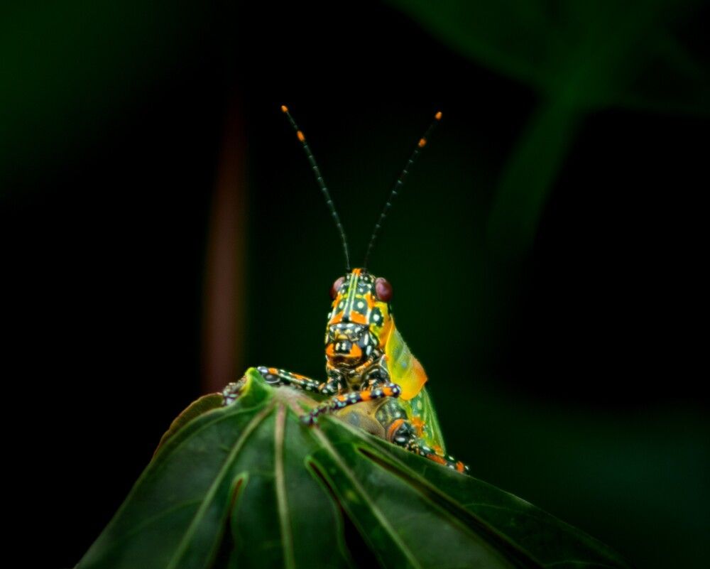 Photograph by EPOH NTHE Durel-landry