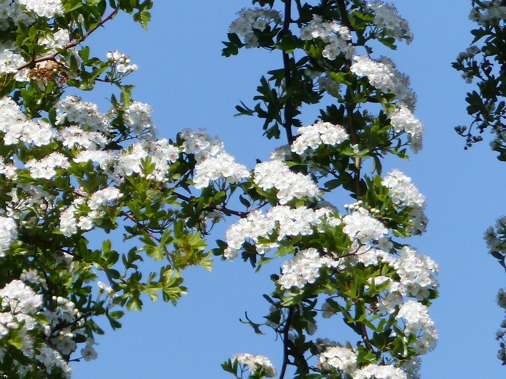 Photograph by Isabella Northrop