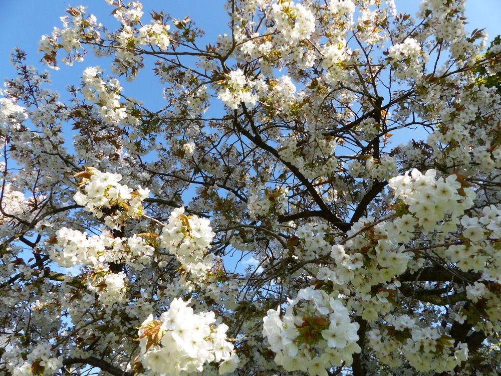 Photograph by Isabella Northrop