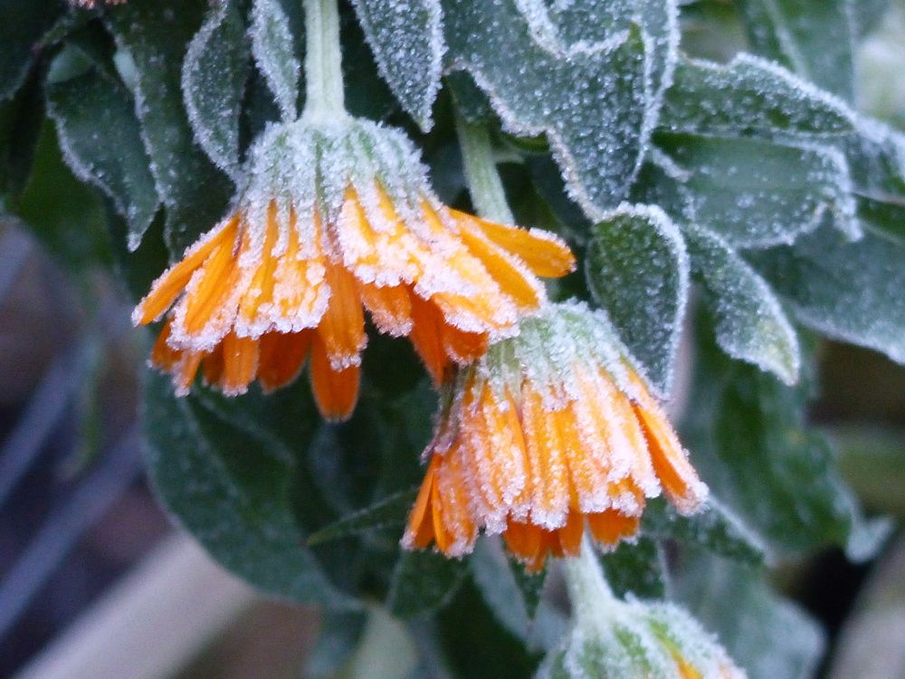 Photograph by Isabella Northrop