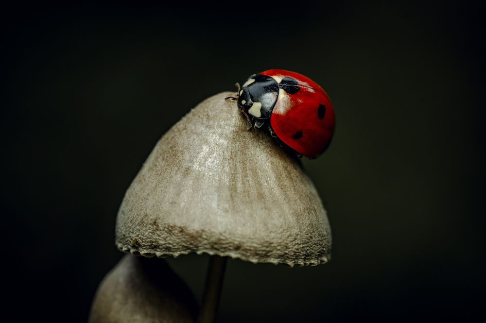 Photograph by Тараненко Анжелика