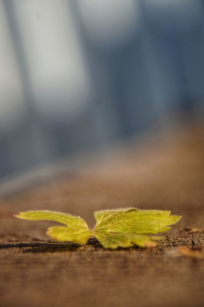 Фотография автора Светлана Болтовская