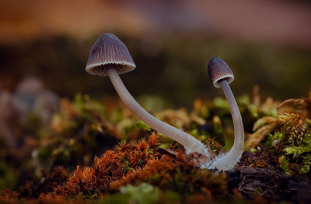 Photograph by Тараненко Анжелика